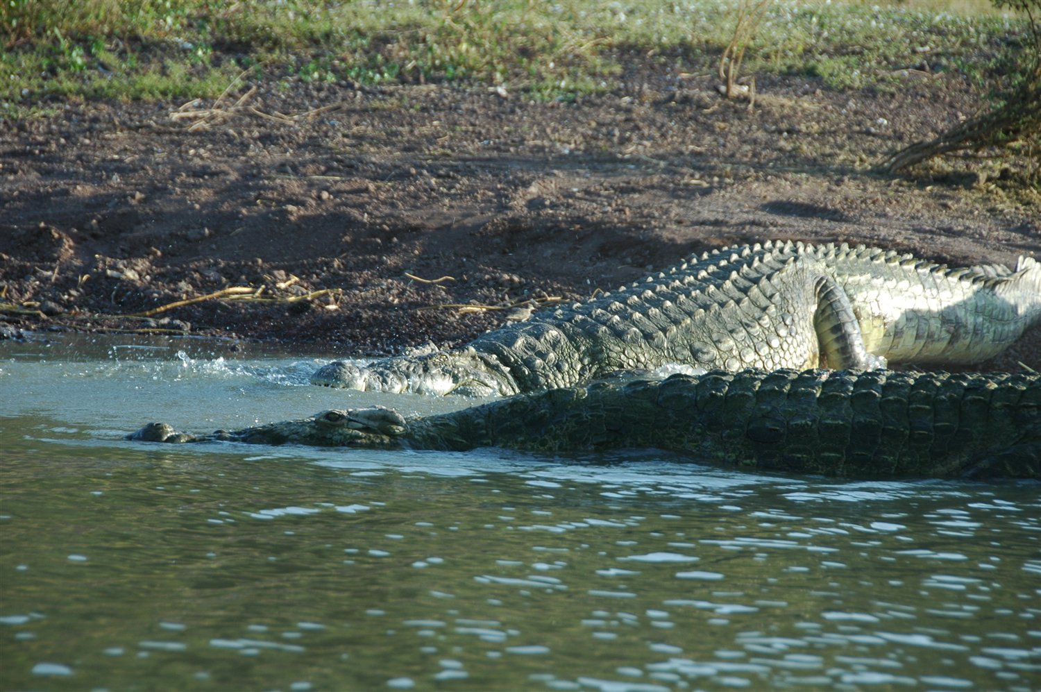 Etiopia - krokodyl